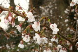 Prunus incisa 'Kojo-no-mai' RCP4-2013 174.JPG